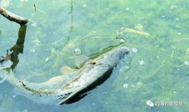 四海钓鱼歌曲视频(四海钓鱼forever young)