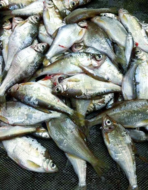 大眼华鳊垂钓技巧(大眼华鳊价格)