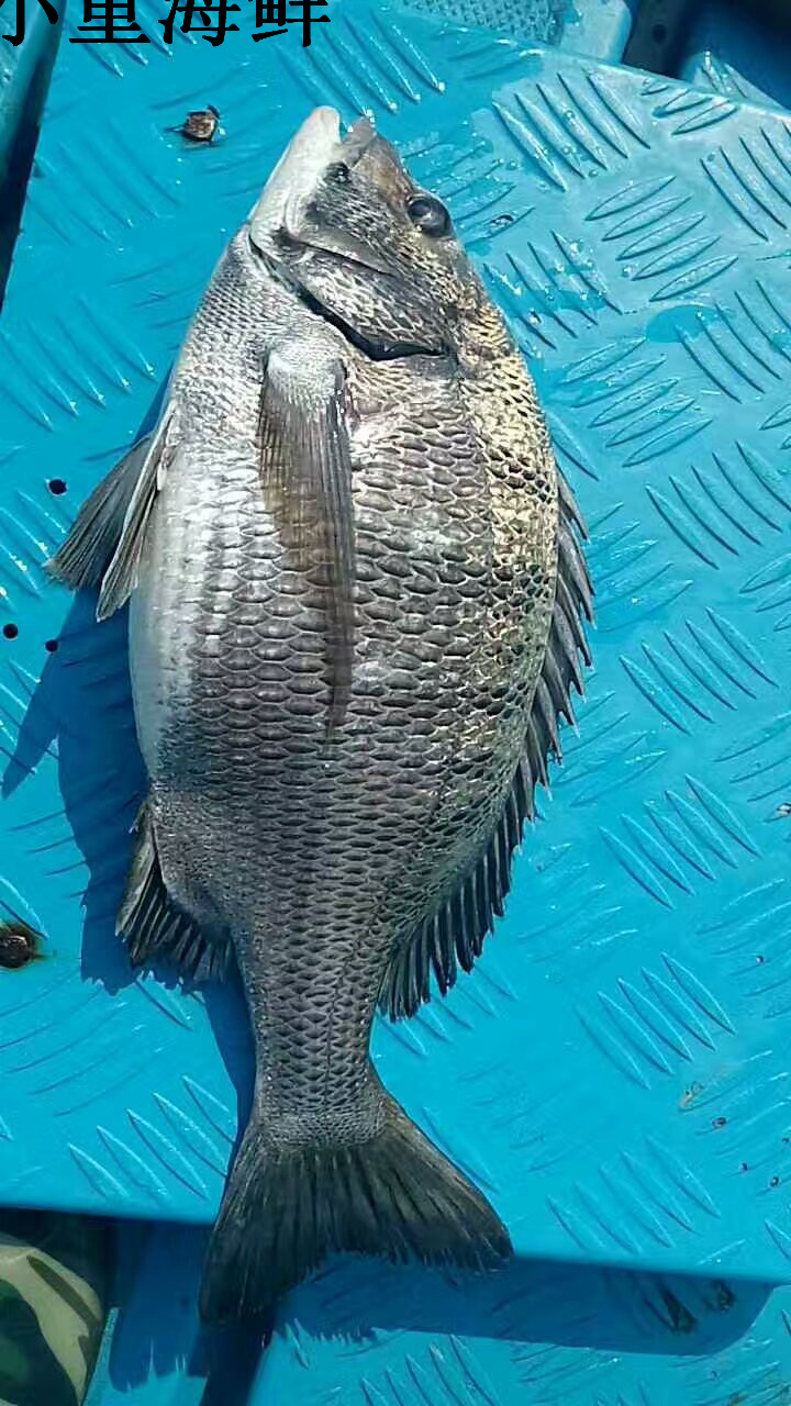 东山岛海钓费用(东山岛海钓费用多少钱) 东山岛海钓费用(东山岛海钓费用多少钱)