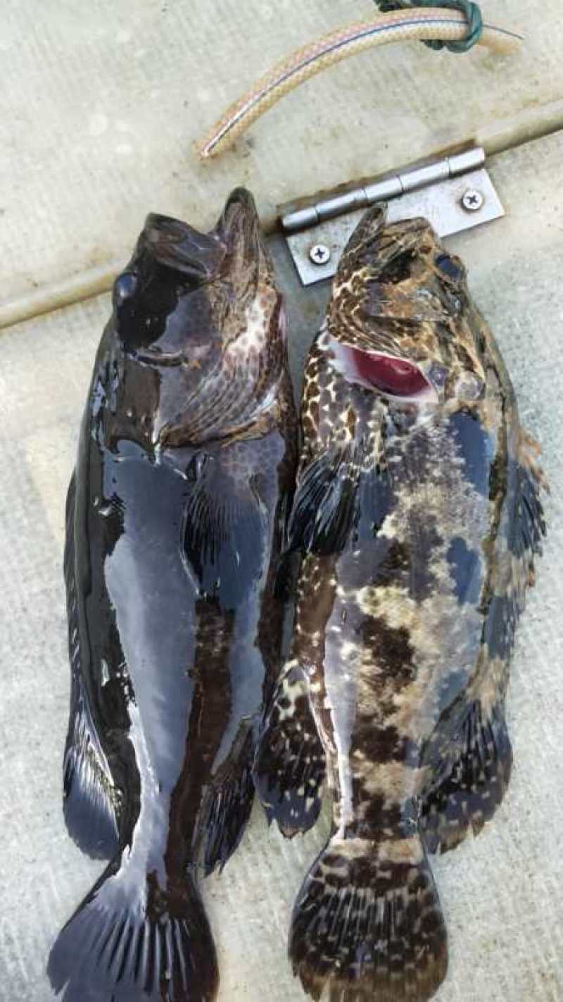 南沙路亚石斑(南沙区路亚野钓地点) 南沙路亚石斑(南沙区路亚野钓地点)