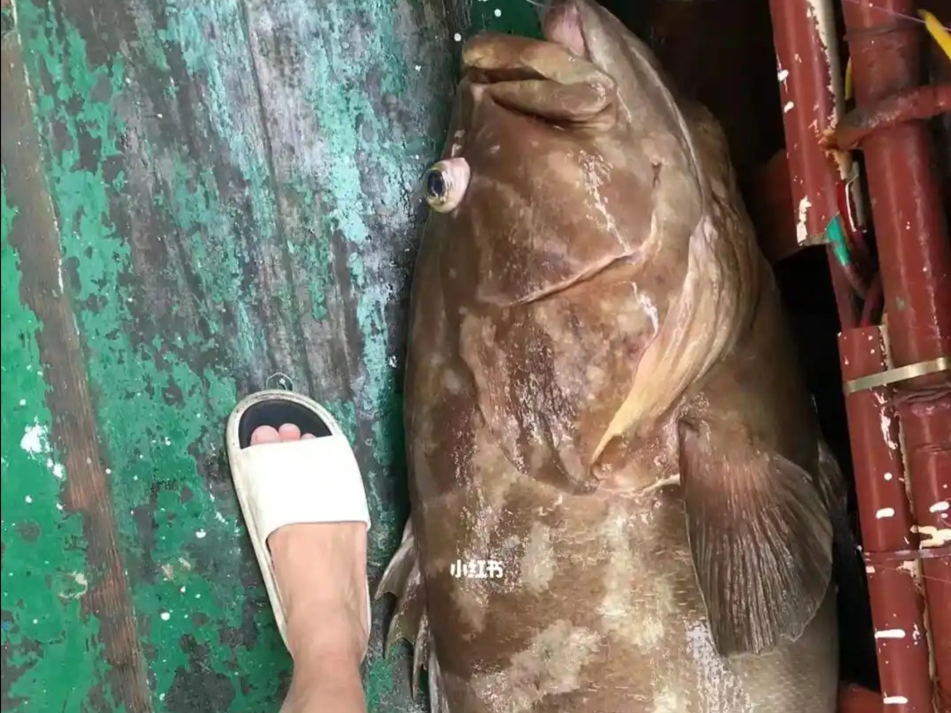 南沙路亚石斑(南沙区路亚野钓地点) 南沙路亚石斑(南沙区路亚野钓地点)