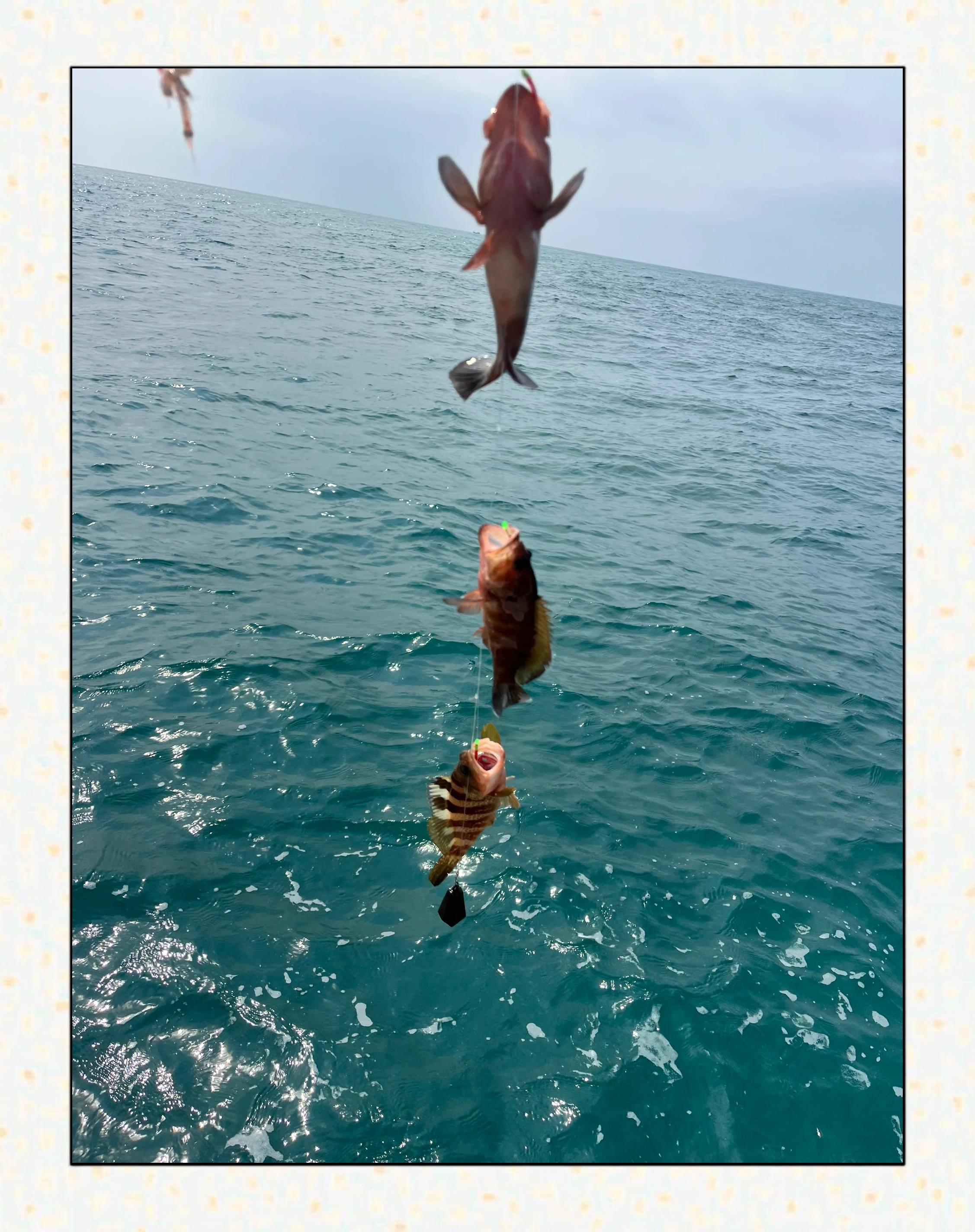 海钓结伴三亚(三亚海上钓鱼) 海钓结伴三亚(三亚海上钓鱼)