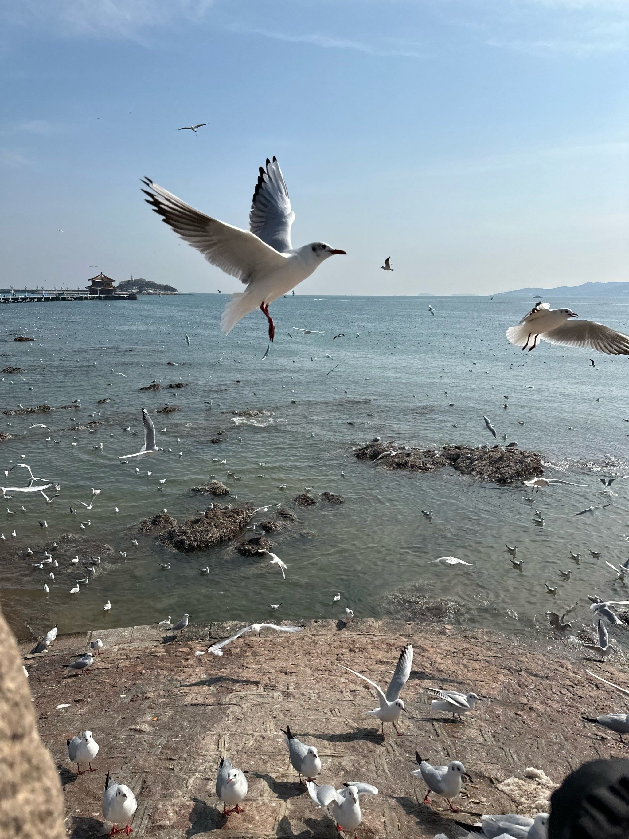 海鸥岛路亚(海鸥为什么要飞回西伯利亚) 海鸥岛路亚(海鸥为什么要飞回西伯利亚)