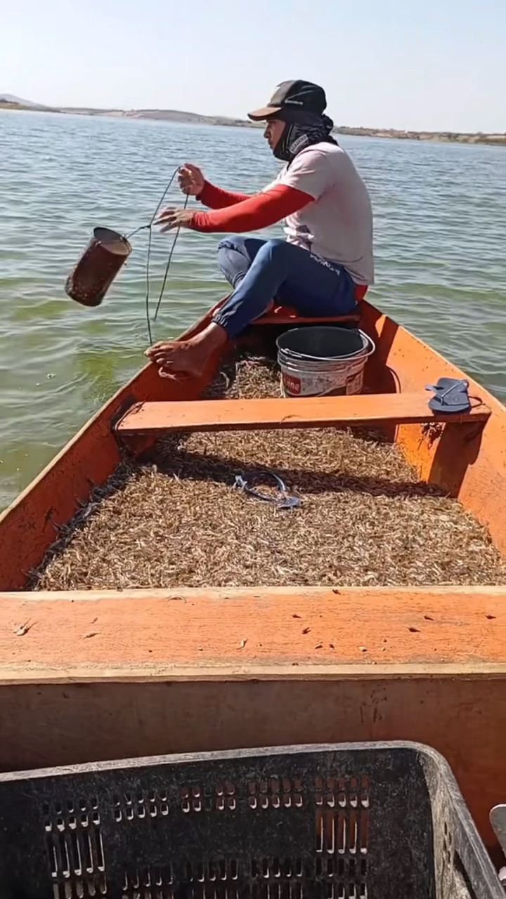 虾饵料加工(虾饵制作) 虾饵料加工(虾饵制作)