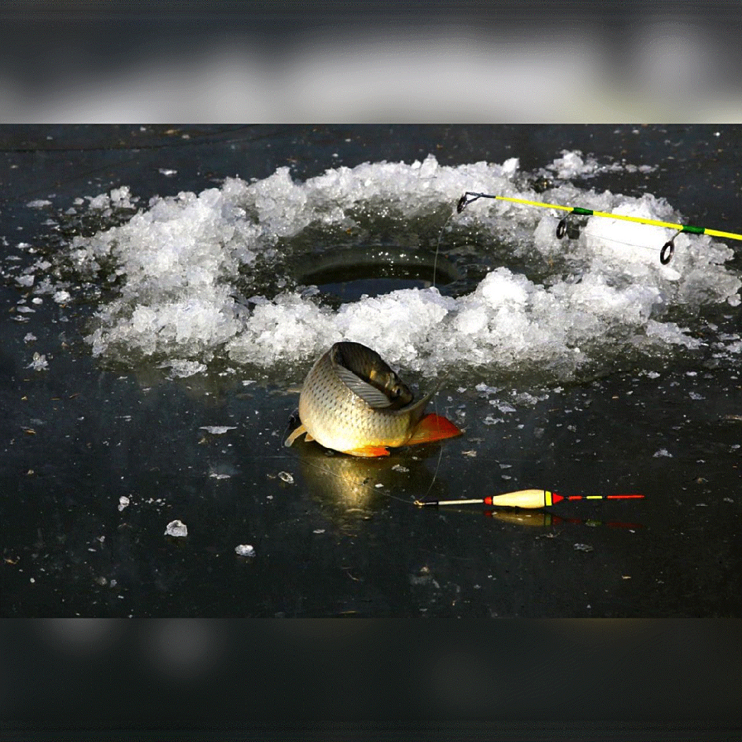 冬天冰上钓鱼技巧(冬天冰钓鱼应该钓哪里) 冬天冰上钓鱼技巧(冬天冰钓鱼应该钓哪里)