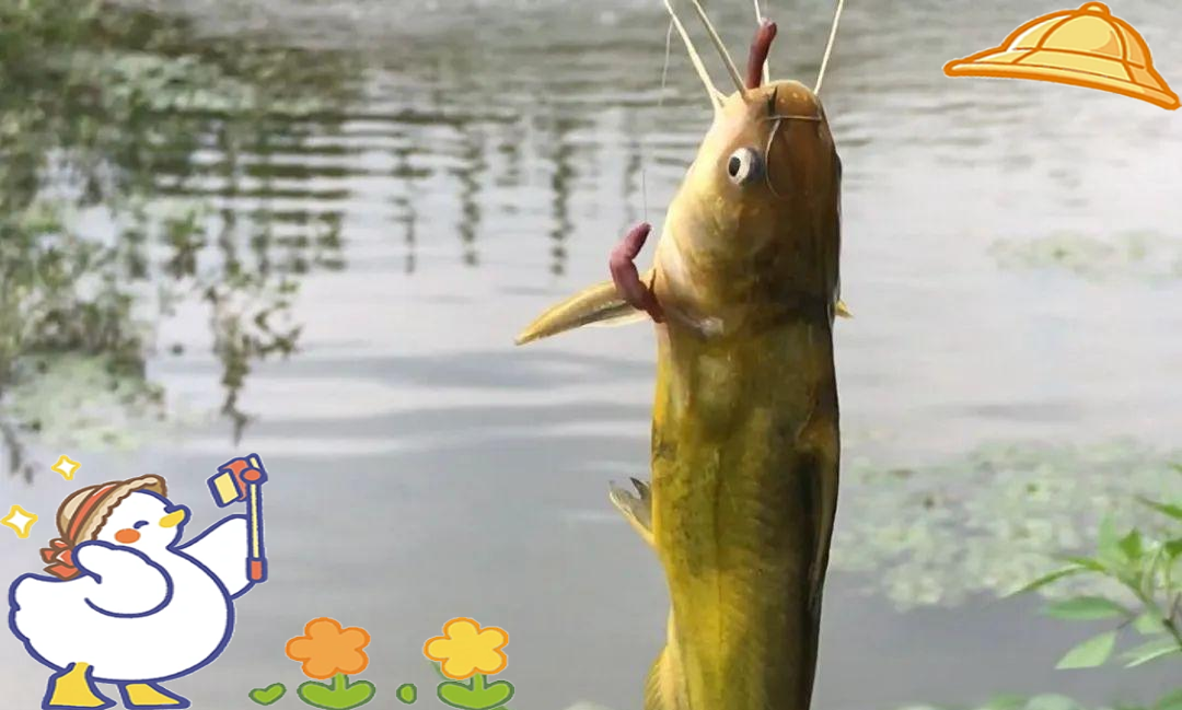 大连海钓黄尖子鱼(大连海钓黄鱼钓组图解)