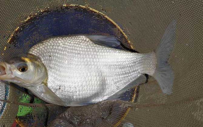 秋季野河钓鳊鱼技巧(初秋野钓鳊鱼) 秋季野河钓鳊鱼技巧(初秋野钓鳊鱼)
