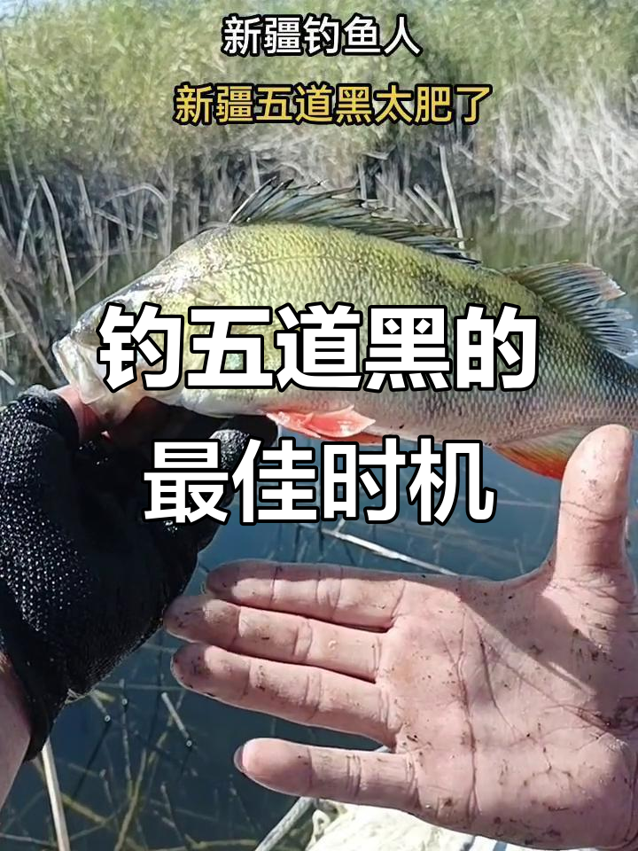 垂钓黑鱼技巧(钓黑鱼技巧怎么样钓黑鱼,具体有哪些技巧) 垂钓黑鱼技巧(钓黑鱼技巧怎么样钓黑鱼,具体有哪些技巧)