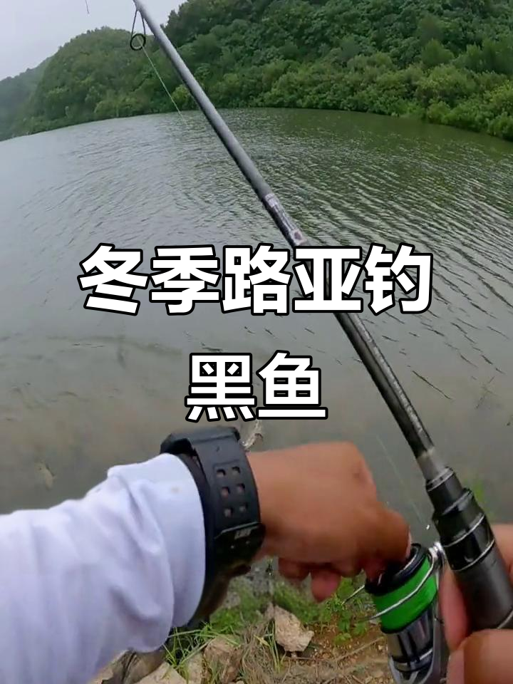 垂钓黑鱼技巧(钓黑鱼技巧怎么样钓黑鱼,具体有哪些技巧) 垂钓黑鱼技巧(钓黑鱼技巧怎么样钓黑鱼,具体有哪些技巧)