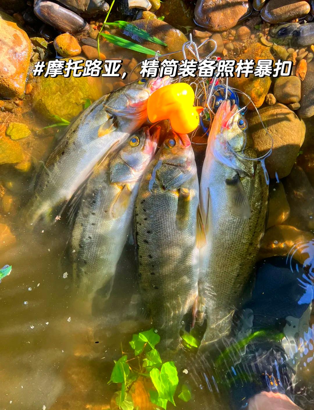 杭州哪里玩路亚(杭州哪里能玩路亚) 杭州哪里玩路亚(杭州哪里能玩路亚)