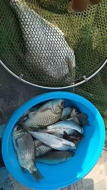 海河饵料哪里有(天津海河野钓用什么饵料) 海河饵料哪里有(天津海河野钓用什么饵料)