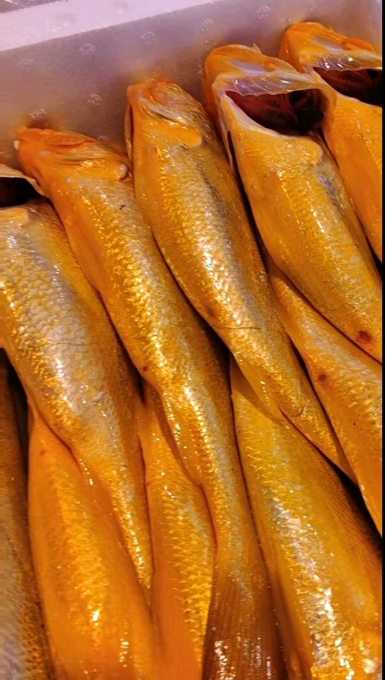 海钓黄鱼技巧(海钓黄鱼用多大鱼钩)