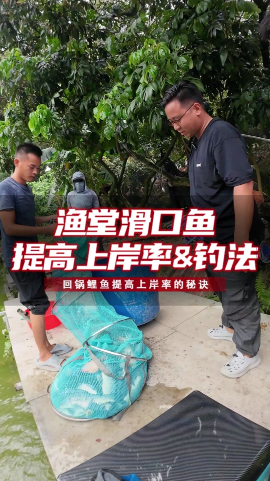 黑坑钓回锅鲤鱼技巧(钓黑坑回锅鱼啥意思)