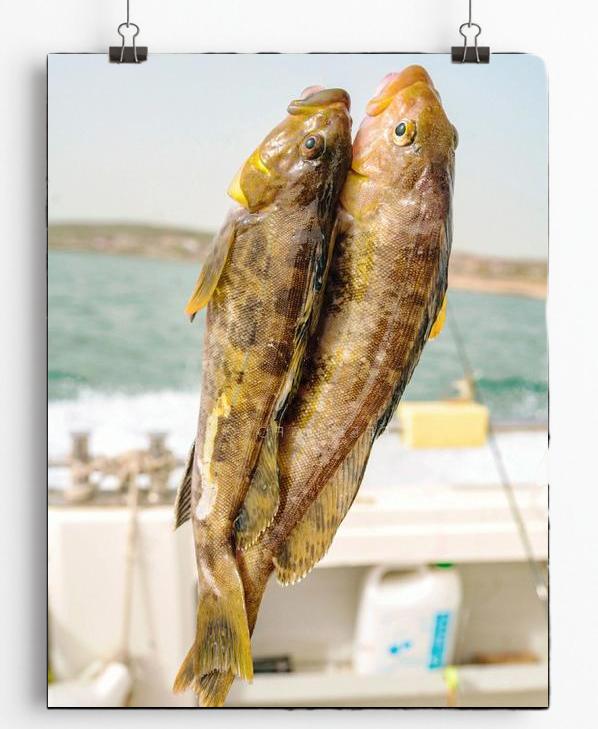 秦皇岛海钓都有什么鱼(秦皇岛海钓有什么好地方吗)