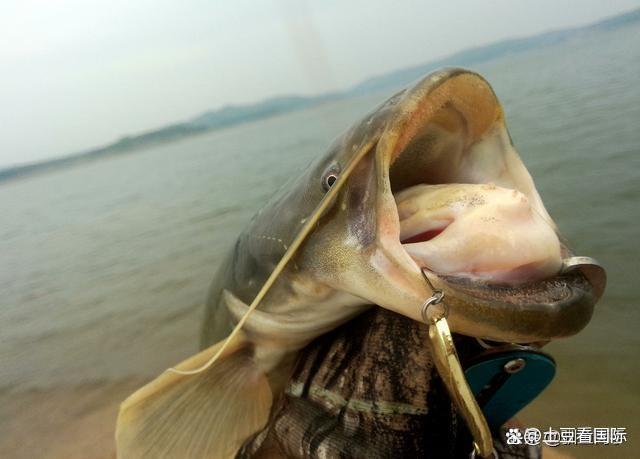 路亚洛阳(路亚洛阳球逗钓鲫鱼漂相)