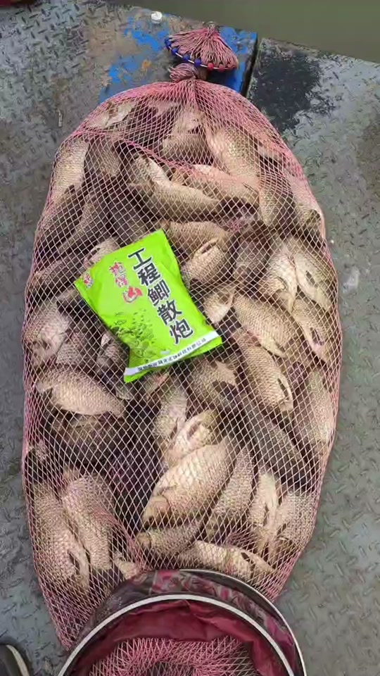 工程鲫饵料图片(工程鲫吃什么饵料) 工程鲫饵料图片(工程鲫吃什么饵料)