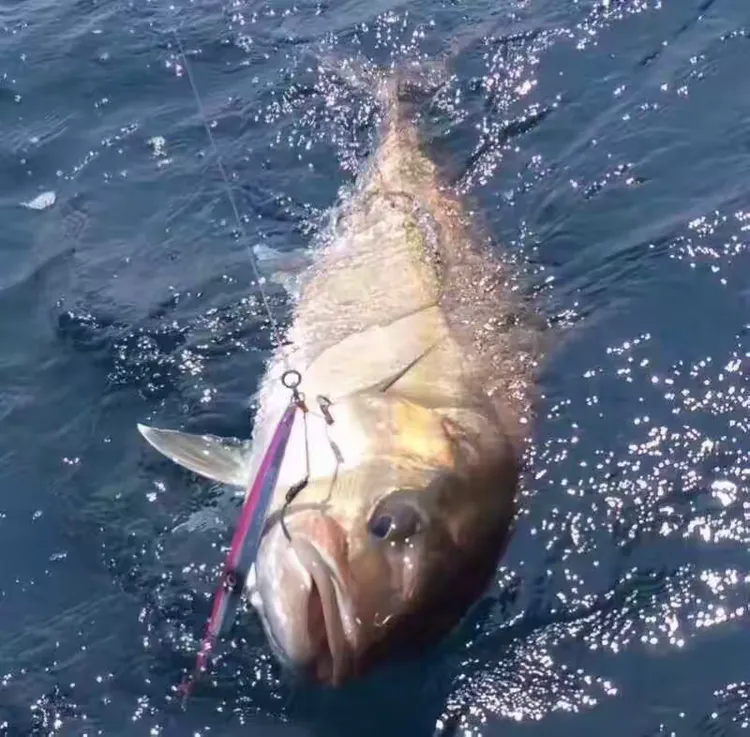 猪内脏可以海钓吗(猪内脏不能吃吗)