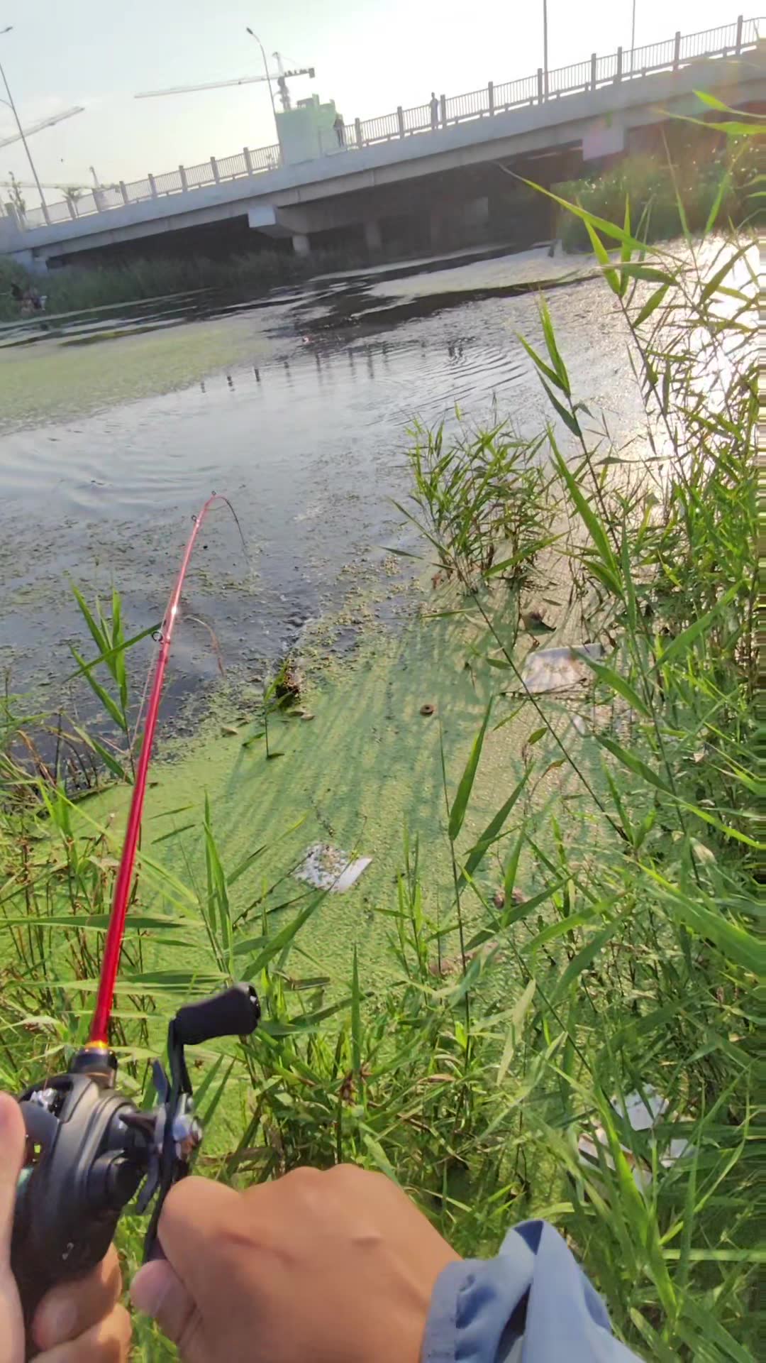 沙河路亚(大沙河路亚)