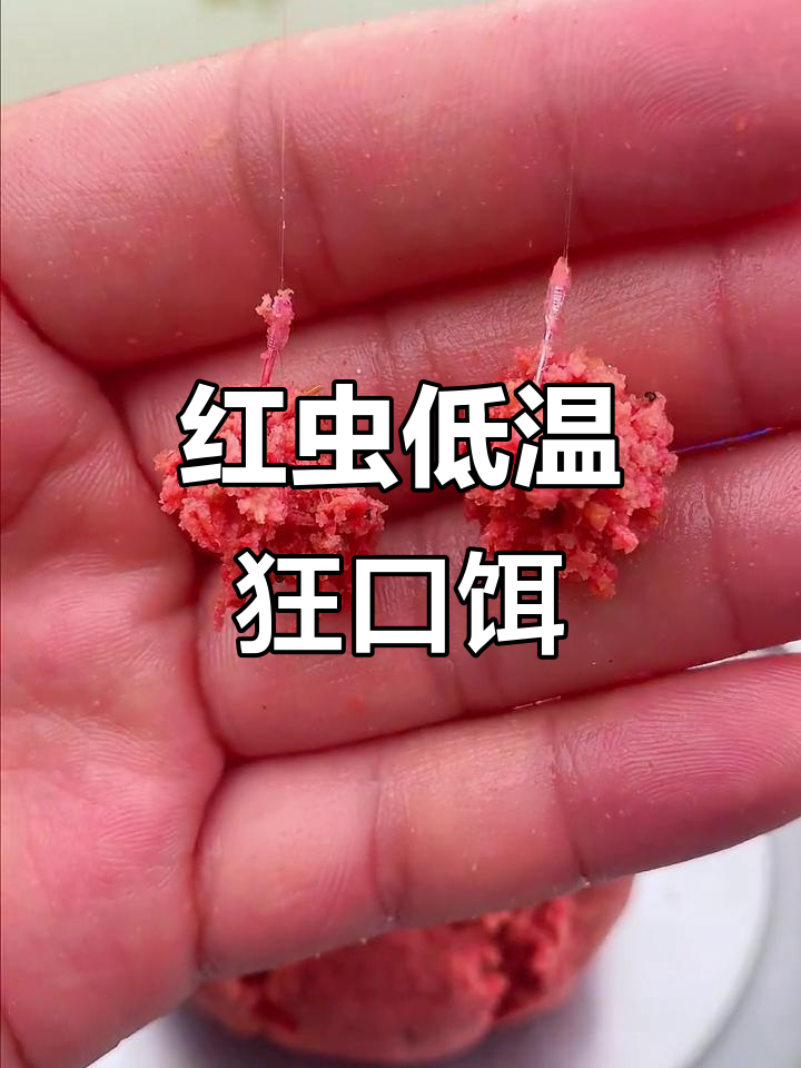红虫如何做饵料(红虫饵料使用方法)