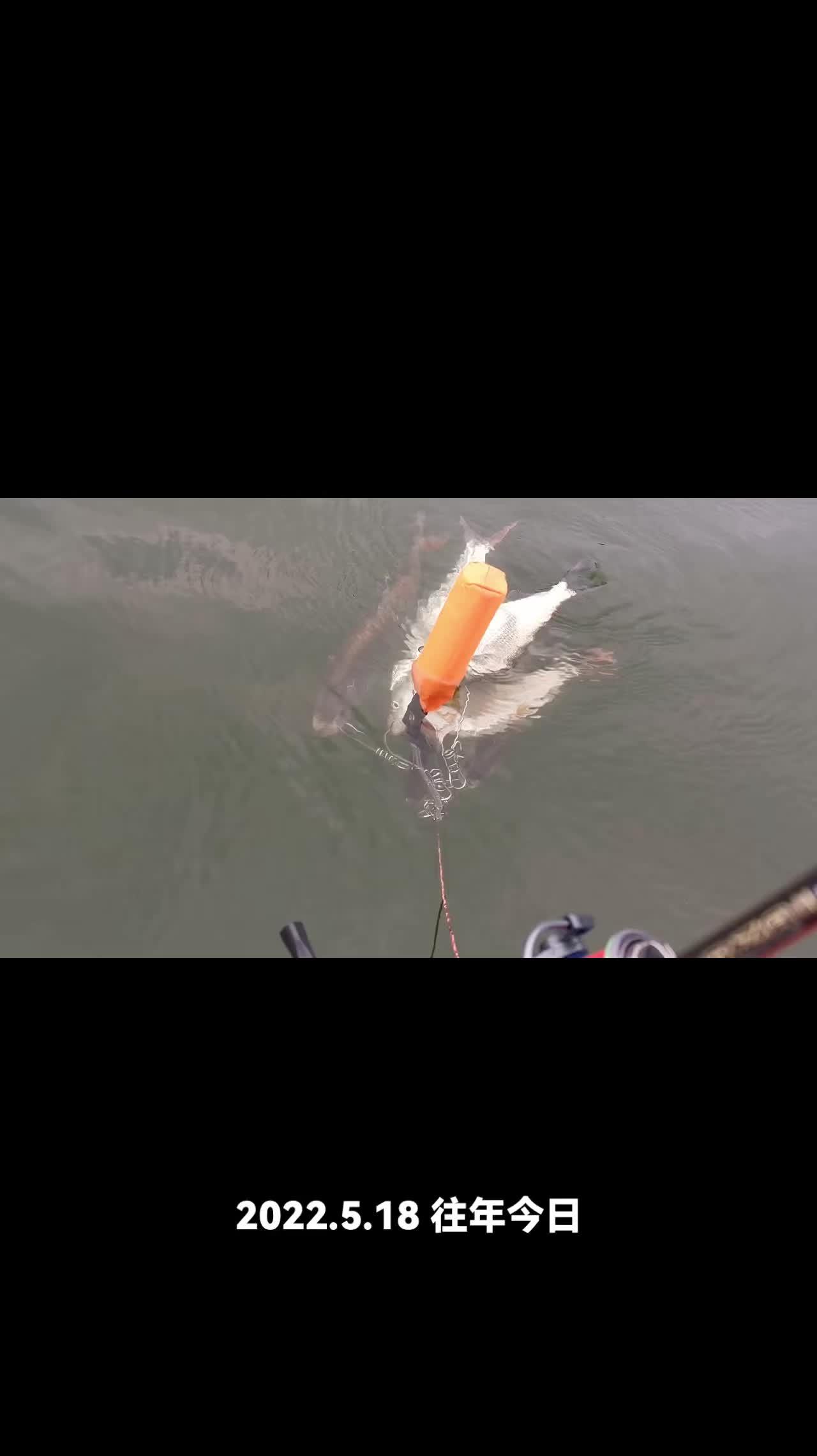 秋天路亚黑鱼技巧视频(路亚黑鱼视频大全)