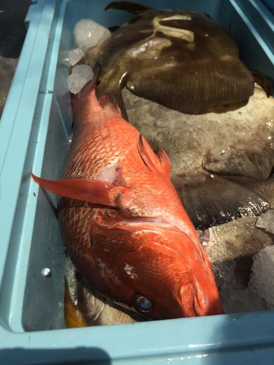 金鼎海钓涠油(金鼎实业有限公司董事长) 金鼎海钓涠油(金鼎实业有限公司董事长)