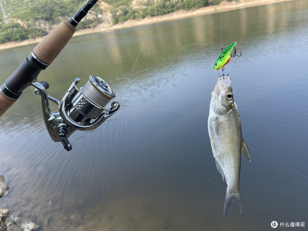 路亚乔尔泰(乔尔泰鱼的简介)