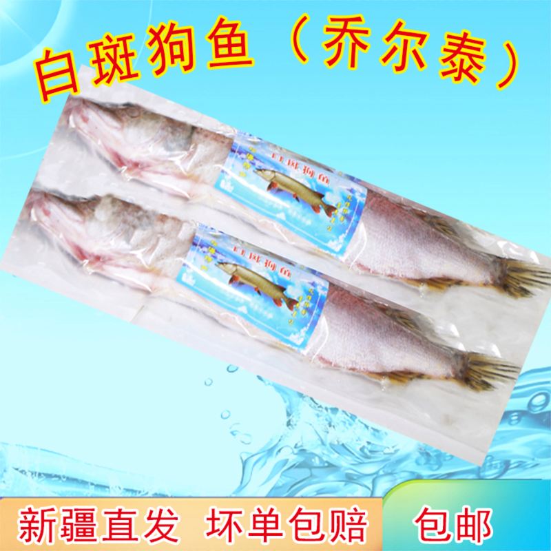 路亚乔尔泰(乔尔泰鱼的简介)