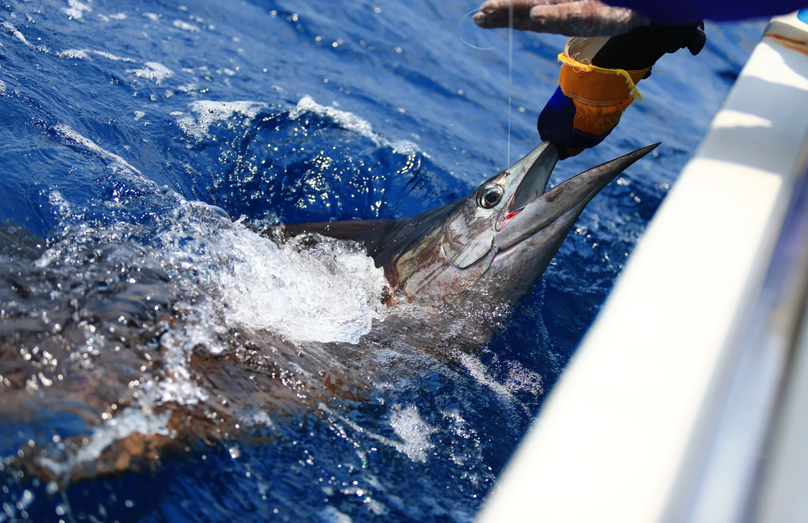 蓝旗鱼小汐海钓(蓝旗鱼渔具有限公司)