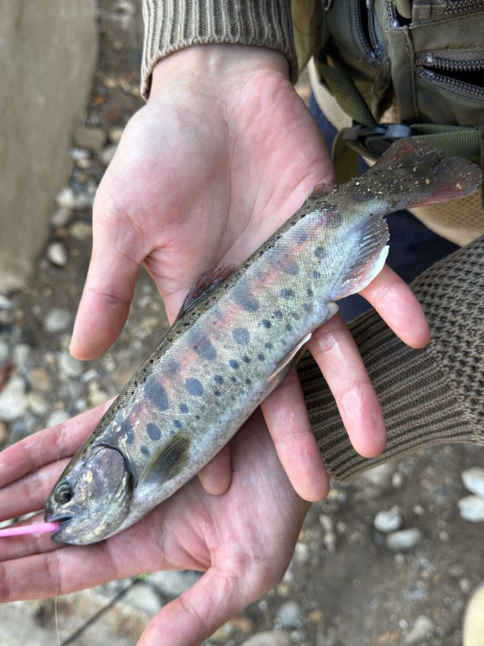 路亚清波(路亚怎么清杯)