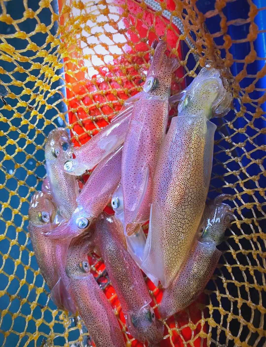 深圳出海钓鱿鱼在哪(深圳出海钓鱿鱼在哪里钓)