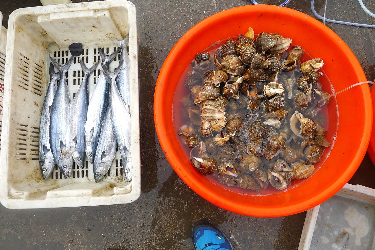 珠海14村哪有渔具(珠海渔民在哪里卖鱼) 珠海14村哪有渔具(珠海渔民在哪里卖鱼)