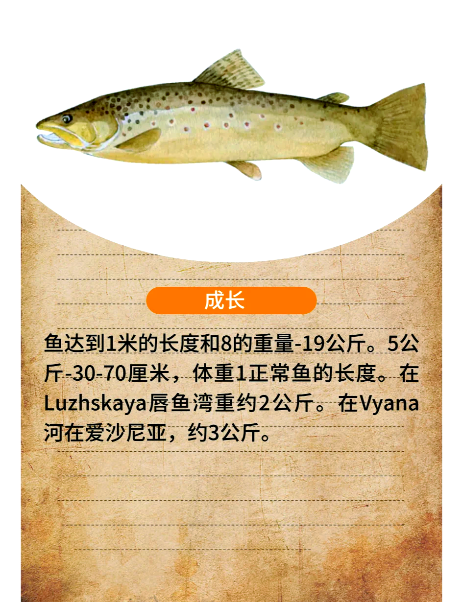 鳟鱼路亚方法(鳟鱼路亚钓法)