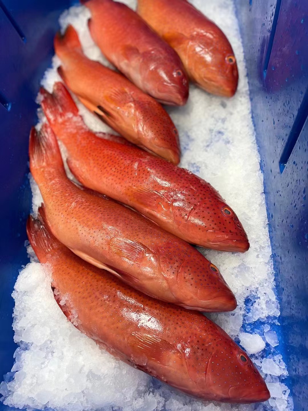 庄河海钓信息(庄河海边钓鱼的地方)