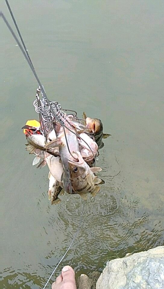 路亚鳜鱼技巧钓鳜鱼技巧(路亚鳜鱼钓法视频) 路亚鳜鱼技巧钓鳜鱼技巧(路亚鳜鱼钓法视频)