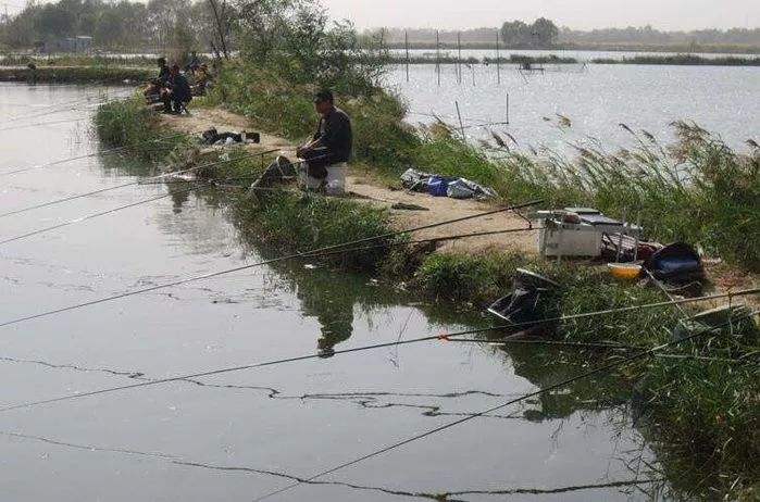 黑坑偷驴技巧视频(黑坑偷驴怎么调钓) 黑坑偷驴技巧视频(黑坑偷驴怎么调钓)