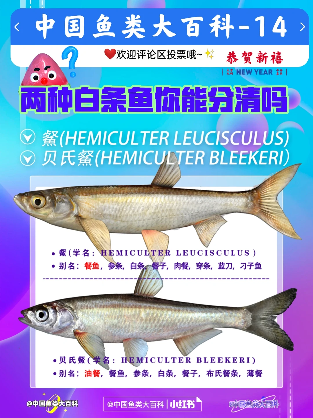 钓小白条技巧(如何垂钓小白条) 钓小白条技巧(如何垂钓小白条)