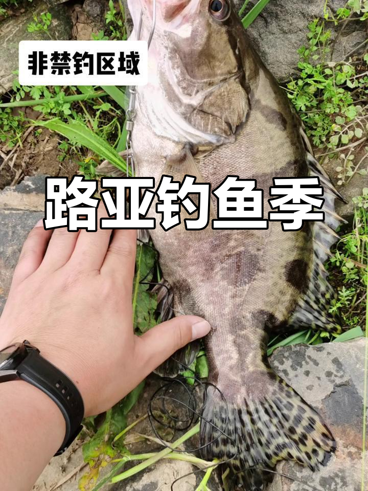 路亚钓桂鱼季节(路亚桂鱼一般几号钩) 路亚钓桂鱼季节(路亚桂鱼一般几号钩)