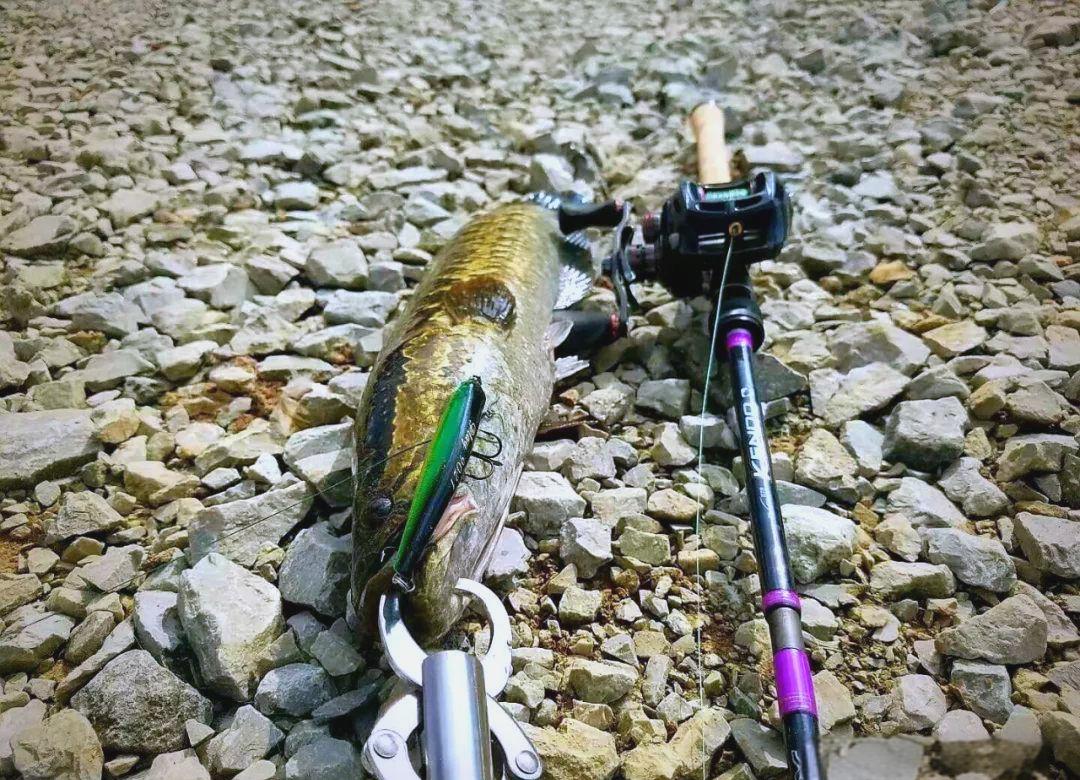 用路亚钓黑鱼(路亚钓黑鱼最佳时间) 用路亚钓黑鱼(路亚钓黑鱼最佳时间)