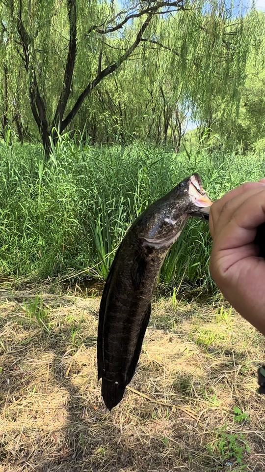 用路亚钓黑鱼(路亚钓黑鱼最佳时间) 用路亚钓黑鱼(路亚钓黑鱼最佳时间)