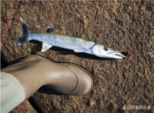 冬季海边礁石钓鱼技巧(海边礁石钓鱼用什么鱼饵) 冬季海边礁石钓鱼技巧(海边礁石钓鱼用什么鱼饵)