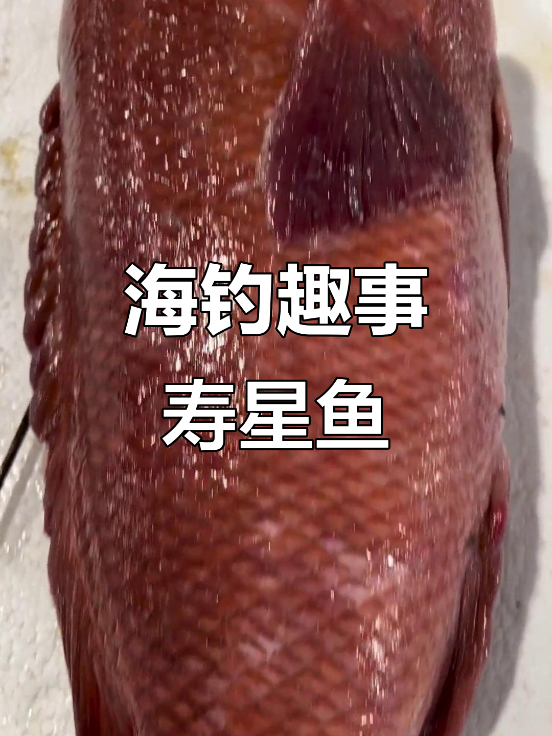 台湾海钓哪种鱼最大(台湾海峡钓鱼多少钱一趟) 台湾海钓哪种鱼最大(台湾海峡钓鱼多少钱一趟)