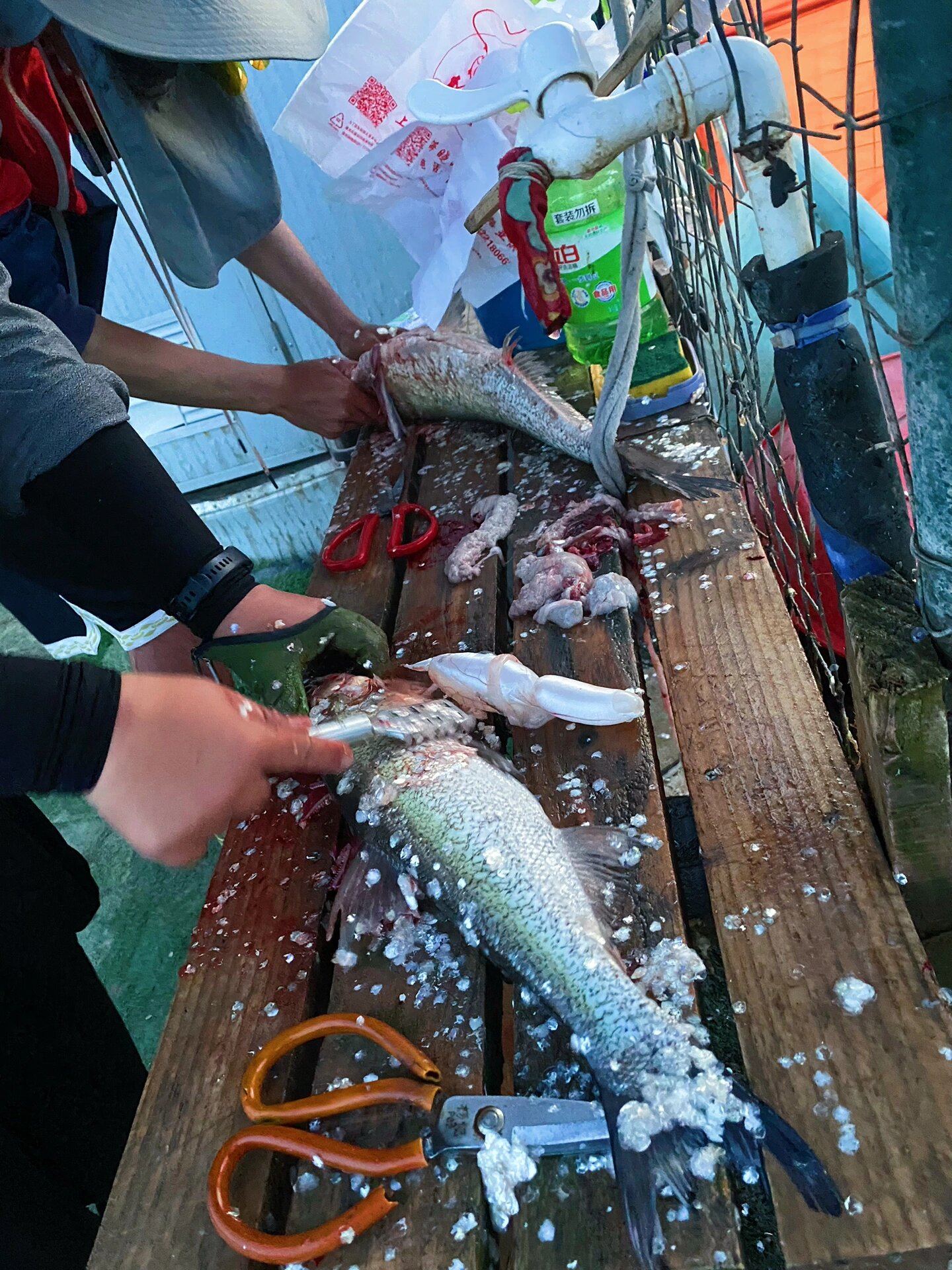 青浦路亚地方(青浦大渔路亚) 青浦路亚地方(青浦大渔路亚)