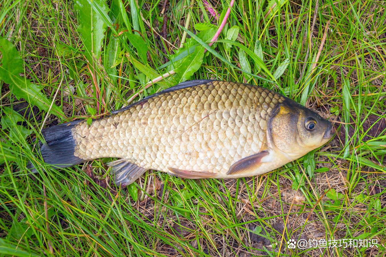 仲秋野钓鲫鱼技巧(仲秋野钓鲫鱼技巧和方法) 仲秋野钓鲫鱼技巧(仲秋野钓鲫鱼技巧和方法)