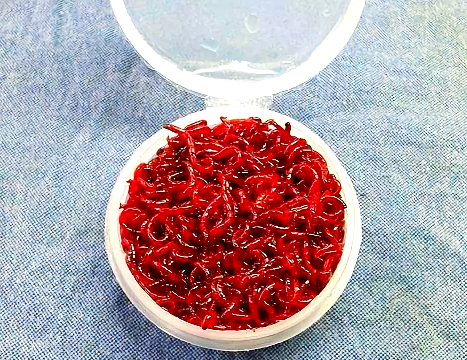 红虫怎样加进饵料(红虫饵咋上到勾上去) 红虫怎样加进饵料(红虫饵咋上到勾上去)