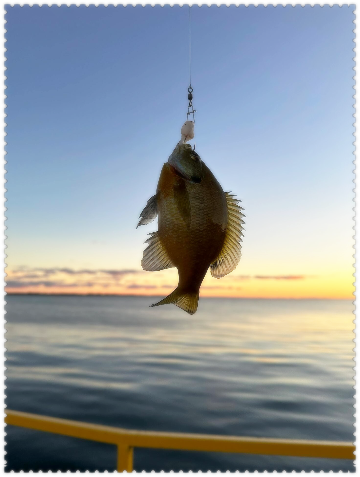 海钓冷天鱼到深水(海钓冷天鱼到深水能钓吗) 海钓冷天鱼到深水(海钓冷天鱼到深水能钓吗)
