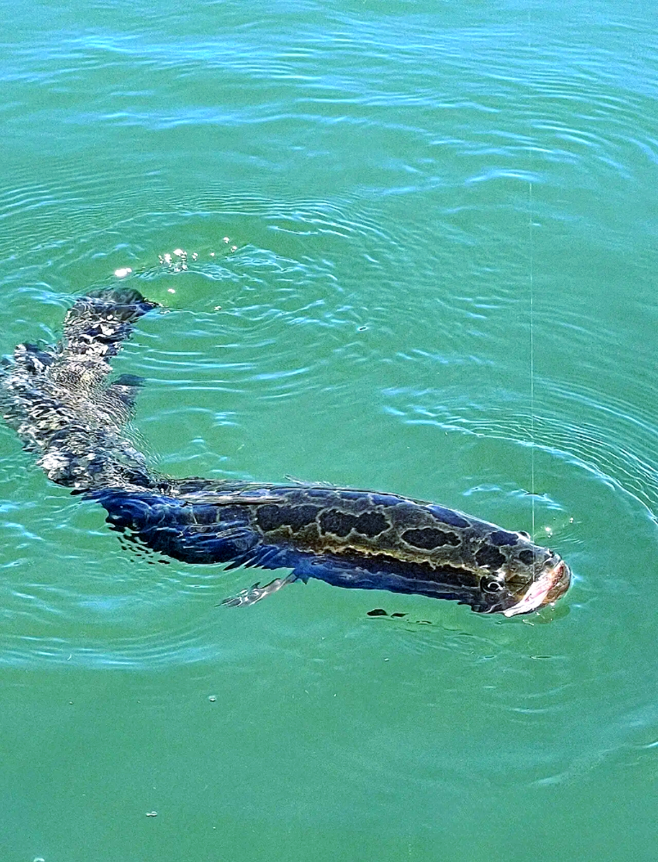 西湖常州段路亚(杭州西湖游最佳路线图)