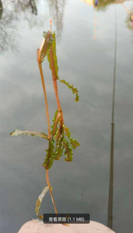 野钓流水草缝技巧(野钓流水草缝技巧图解) 野钓流水草缝技巧(野钓流水草缝技巧图解)