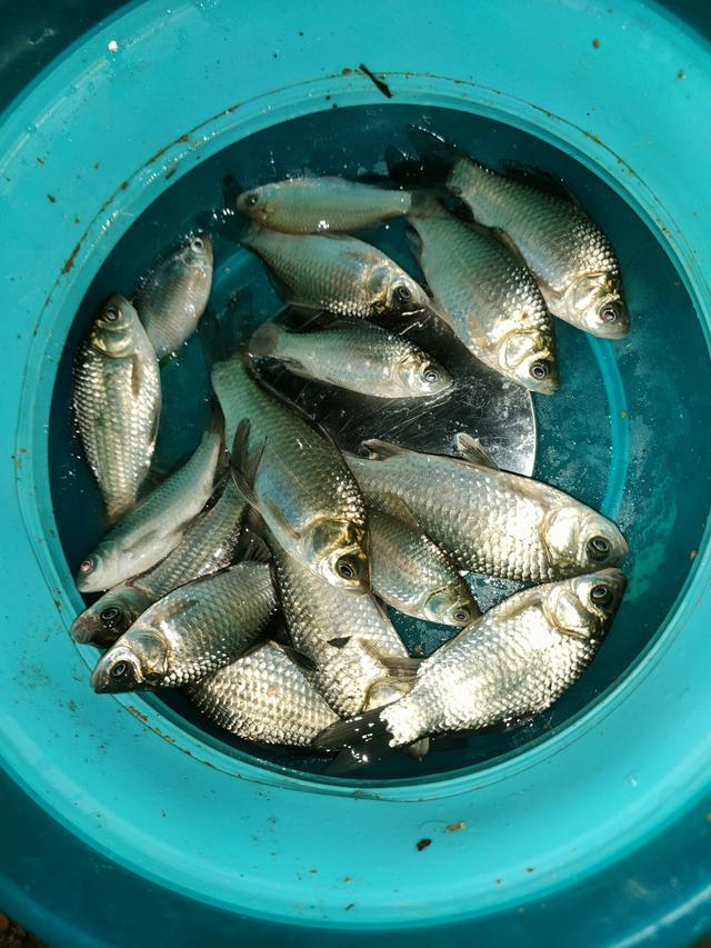 威海钓鲫鱼(威海钓鲫鱼免费钓点) 威海钓鲫鱼(威海钓鲫鱼免费钓点)