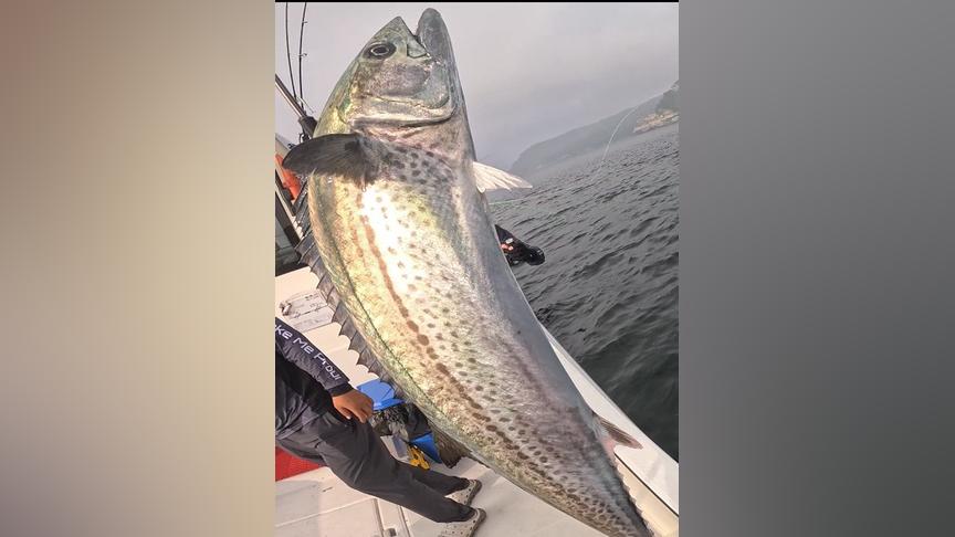 路亚视频海钓鲅鱼(路亚鲅鱼怎么钓) 路亚视频海钓鲅鱼(路亚鲅鱼怎么钓)