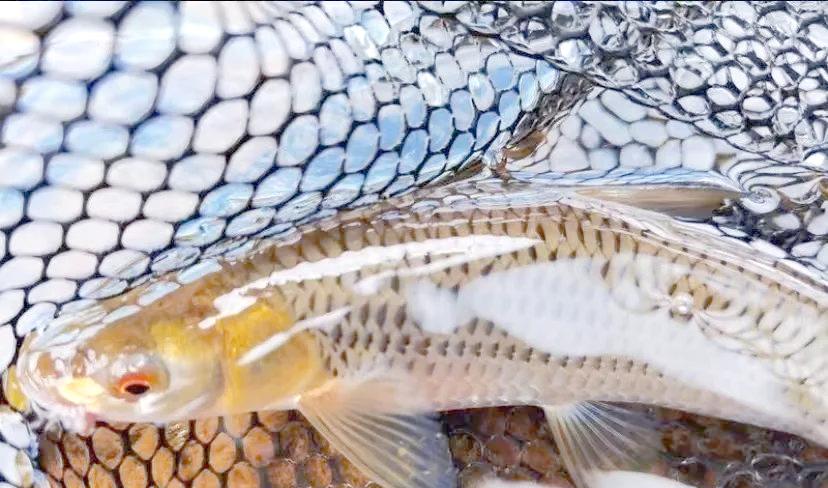 温州路亚鱼种(浙江省温州市哪里有路亚点) 温州路亚鱼种(浙江省温州市哪里有路亚点)